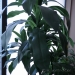 Artificial Dracaena Silk Tree Plant with Square Planter