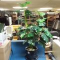 48" Artificial Silk Ficus Plant With Ceramic Pot