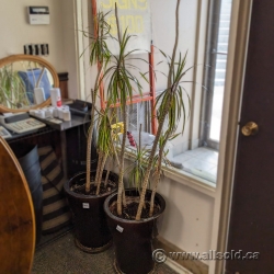 Dracaena Plant, up to 6ft Tall